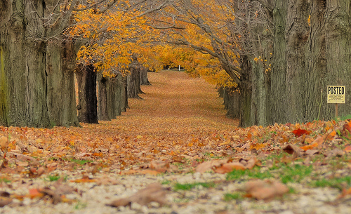 Leaves ... fall in Millstone NJ